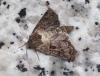 Agrotis lata